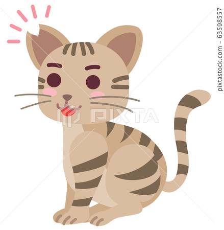 絕育和耳朵割傷的本地貓男孩 63598557