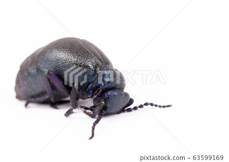 poisonous violet oil beetle isolated on white 63599169