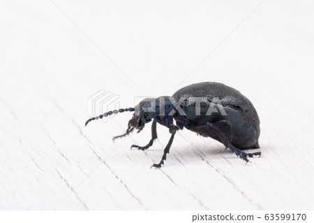 poisonous violet oil beetle isolated on white 63599170