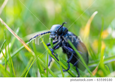 poisonous violet oil beetle feeding on grass poisonous violet oil beetle feeding on grass 63599180