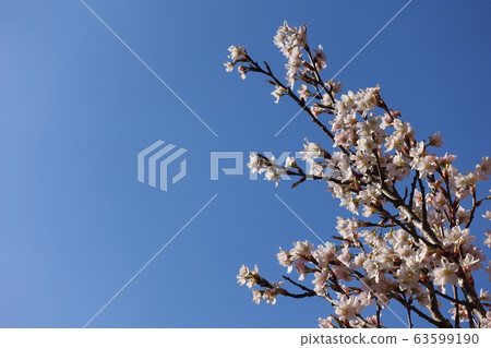 Cherry blossoms in full bloom Cherry blossoms in full bloom 63599190