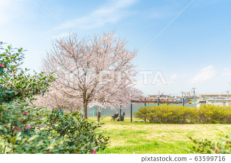 Spring in Japan Suginami Ward Zenpukuji River and cherry blossom landscape 63599716
