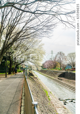 Spring in Japan Suginami Ward Zenpukuji River and cherry blossom landscape Spring in Japan Suginami Ward Zenpukuji River and cherry blossom landscape 63599835