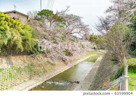 Spring in Japan Suginami Ward Zenpukuji River and cherry blossom landscape Spring in Japan Suginami Ward Zenpukuji River and cherry blossom landscape 63599904