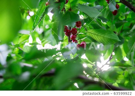 Ripe red cherries hanging from a cherry tree branch. 63599922