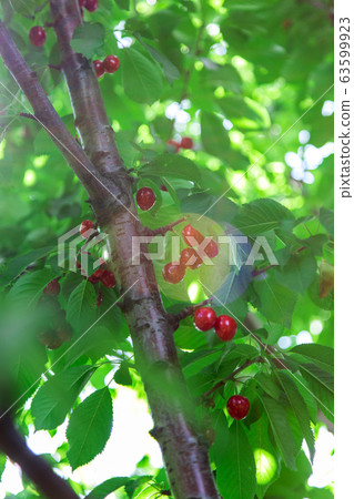 Ripe red cherries hanging from a cherry tree branch. 63599923