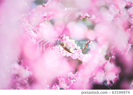 梅花和梅佐 梅花和梅佐 63599974