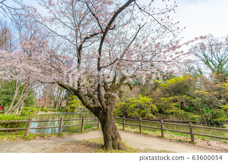 Spring in Japan Suginami Ward Zenpukuji River and cherry blossom landscape Spring in Japan Suginami Ward Zenpukuji River and cherry blossom landscape 63600054