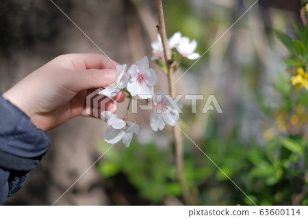 Cherry softly touched by children 63600114