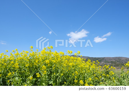 強姦盛開在satoyama 63600159