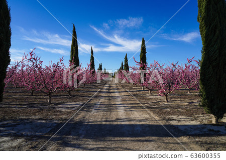 Peach blossom in Cieza, Mirador El Horno in the 63600355