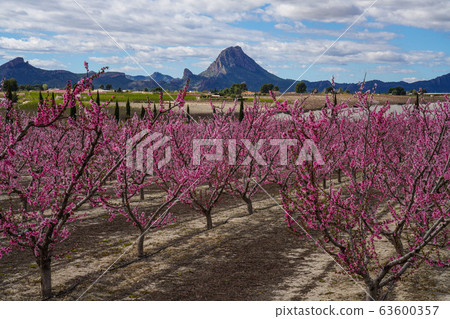 Peach blossom in Cieza, Mirador El Horno in the 63600357