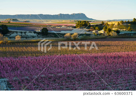 Peach blossom in Cieza La Torre in the Murcia Peach blossom in Cieza La Torre in the Murcia 63600371
