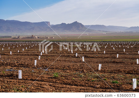 Very young Peach trees in Jumilla near Cieza in 63600373