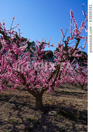 Peach blossom in Cieza, Soto de la Zarzuela in the Peach blossom in Cieza, Soto de la Zarzuela in the 63600381