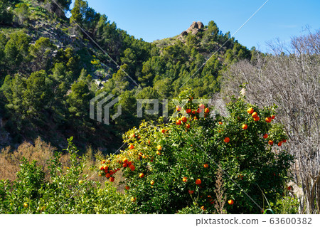 River rio seguro in Abaran in valley ricote, River rio seguro in Abaran in valley ricote, 63600382
