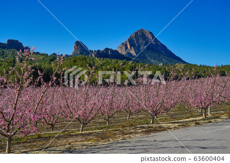 Peach blossom in Cieza La Torre in the Murcia 63600404