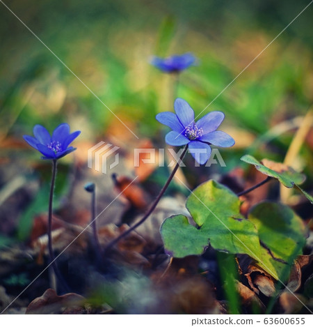 Spring flower. Beautiful purple plant in the forest. Colorful natural background. (Hepatica nobilis) Spring flower. Beautiful purple plant in the forest. Colorful natural background. (Hepatica nobilis) 63600655