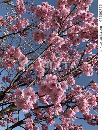 Cherry Blossoms Cherry Blossoms 63600836