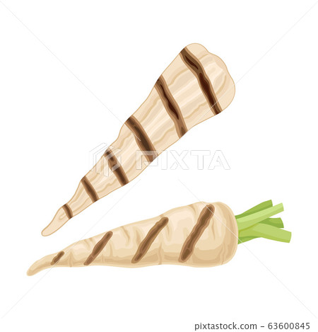 Grilled Whole Parsnip with Strips Isolated on White Background Vector Illustration 63600845