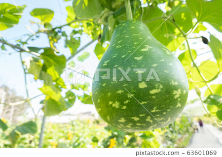 green bottle gourd 63601069