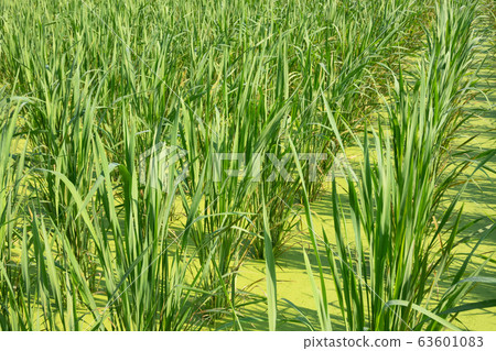 water bamboo farm water bamboo farm 63601083