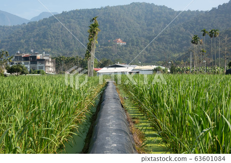 water bamboo farm 63601084