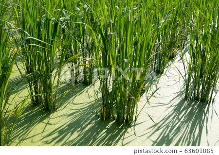 water bamboo farm water bamboo farm 63601085
