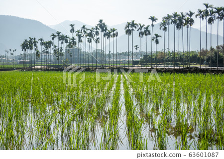 water bamboo farm 63601087