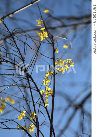 Spring forsythia 63601361