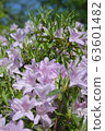 Azalea 63601482