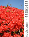 Azalea 63601483
