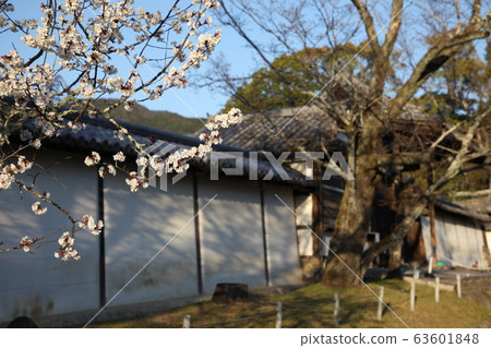 Daigoji 63601848