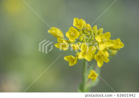 Rape blossoms (foreground) Rape blossoms (foreground) 63601942