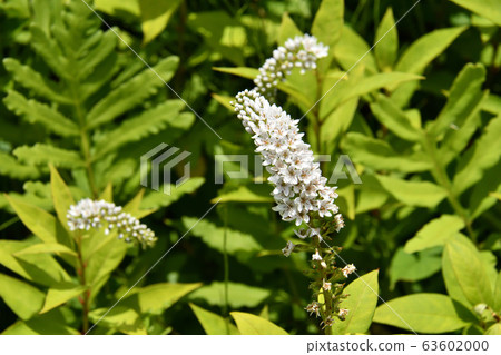 Hakone moist flower garden 63602000