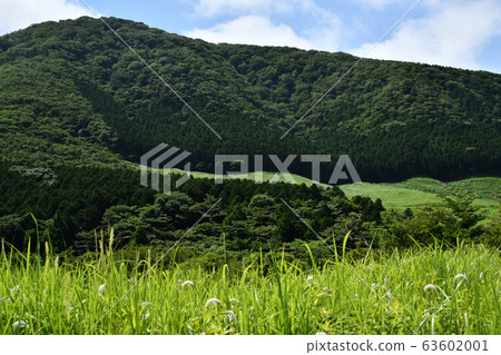 箱根濕潤的花園 63602001