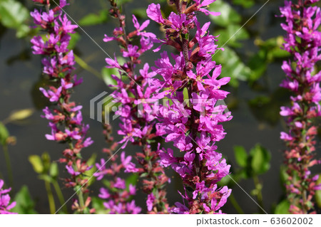 箱根濕潤的花園 63602002