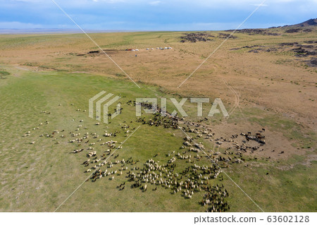 grazing herds on pastures and yurts grazing herds on pastures and yurts 63602128