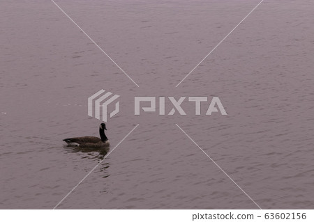 Duck Lake 63602156