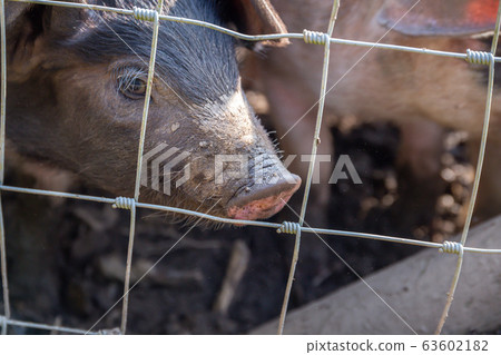 Saddleback piglets behind the fencing of a pigsty 63602182