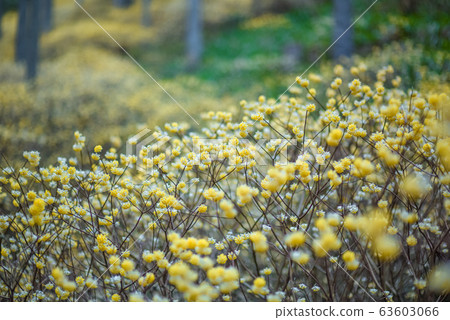 Kyoto Mitsumata colony Kyoto Mitsumata colony 63603066