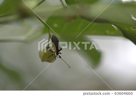 Insects on nuts 63604660