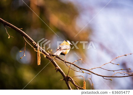 Bird - Great Tit (Parus major) on tree Bird - Great Tit (Parus major) on tree 63605477