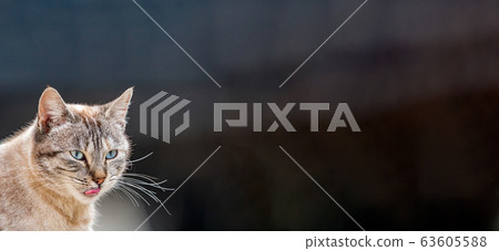 Front view of cat with tongue out and text space 63605588