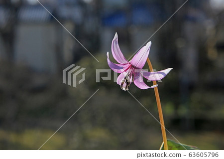 Katakuri flowers 63605796