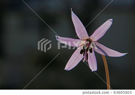 Katakuri flowers 63605803