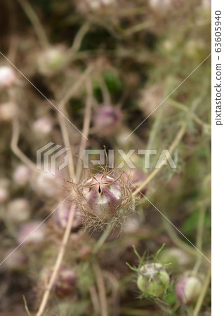 Love-in-a-mist fruit Love-in-a-mist fruit 63605940