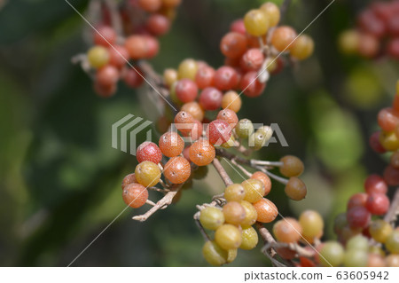 Autumn olive Autumn olive 63605942
