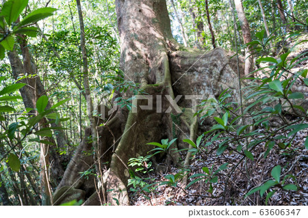 Kinsawhara Okinawa 63606347
