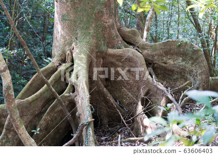 Kinsawhara Okinawa 63606403